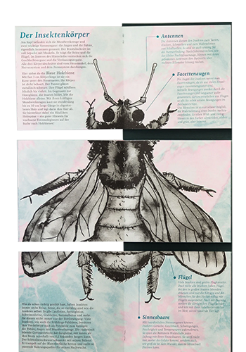 Häuserer-Bruch, Julia; Sophie die Insektenforscherin (2022)