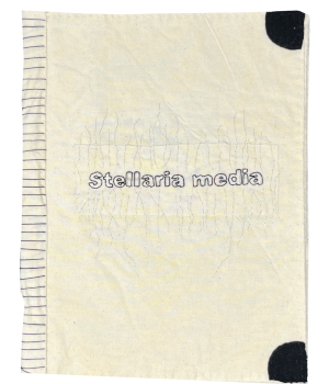 Dimova, Katya; Stellaria media (2021)