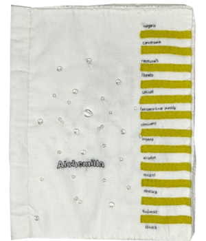 Dimova, Katya; Alchemilla (2024)