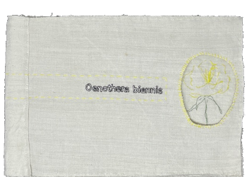 Dimova, Katya; Oenothera biennis (2026)