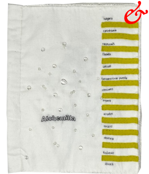 Dimova, Katya; Alchemilla (2024)