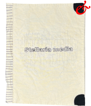 Stellaria media (2021)