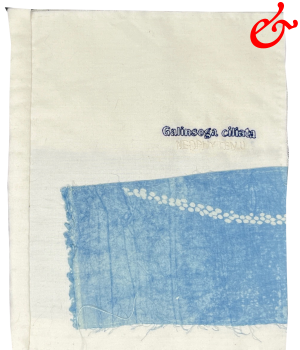 Galinsoga cilliata (2023)