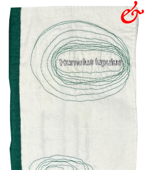 Humulus lupulus (2023)