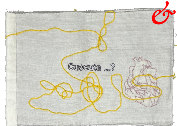 Dimova, Katya; Cuscuta...? (2025)