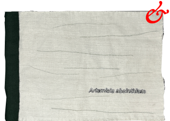 Artemisia absinthum (2026)